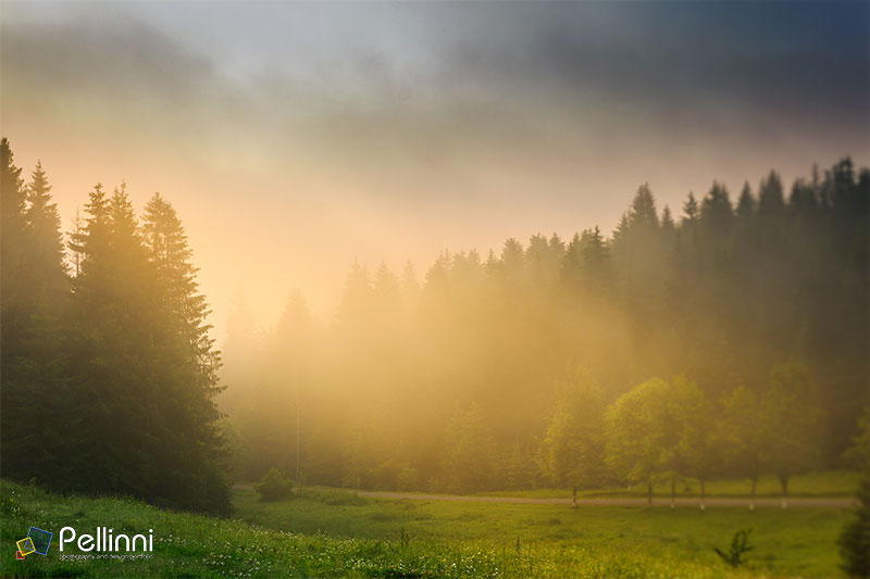 pellinni photo and design portfolio amber light wilderness