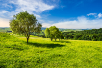 few trees on agricultural meadow with flowers on hillside near forest in morning light