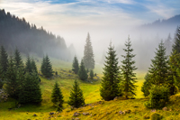 fir trees on hillside meadow with conifer forest in fog under the blue sky before sunrise